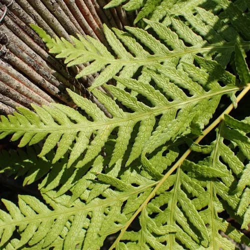 Giant chain fern (Woodwardia fimbriata)-i