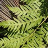 Giant chain fern (Woodwardia fimbriata)-i