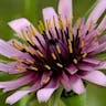 ムギナデシコ（麦撫子） (Tragopogon porrifolius)-i