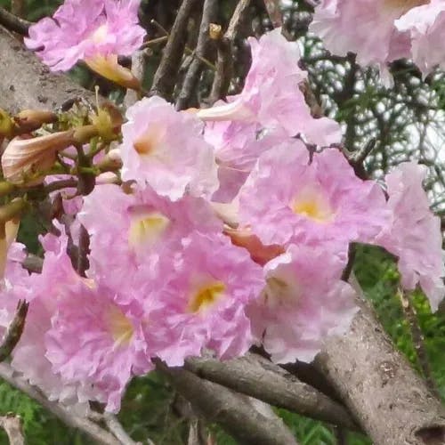 Pink poui (Tabebuia rosea)-i