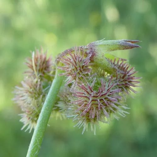 Caterpillar-plant (Scorpiurus muricatus)-i