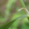 イブキヌカボ（伊吹糠穂） (Milium effusum)-i