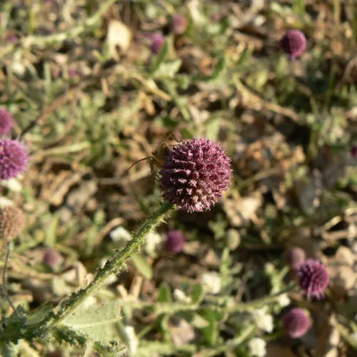 コヨメナ（小嫁菜） (Aster indicus)-i