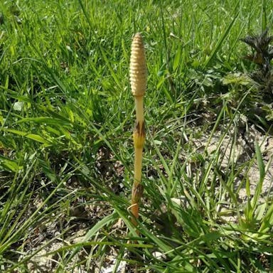 Great horsetail