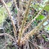 Male fern (Dryopteris filix-mas)-i