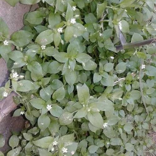 ウシオツメクサ（潮乙女草） (Spergularia marina)-i