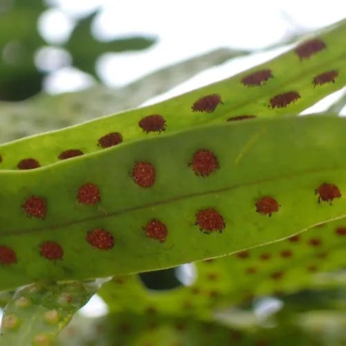 Monarch fern (Phymatosorus scolopendria)-i