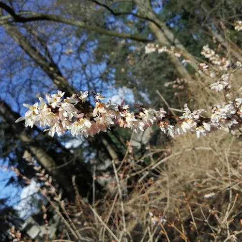 ウチワノキ（団扇木） (Abeliophyllum distichum)-i