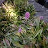 Swamp-pink (Helonias bullata)-i