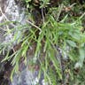 スゲシダ（菅羊歯） (Asplenium septentrionale)-i