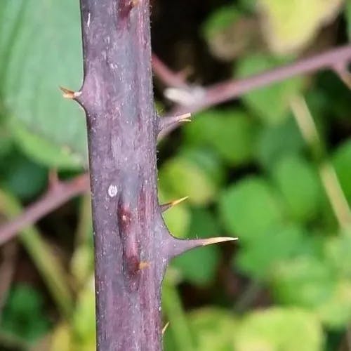 ラズベリー (Rubus idaeus)-i