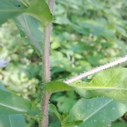 ユウゼンギク（友禅菊） (Symphyotrichum novi-belgii)-i