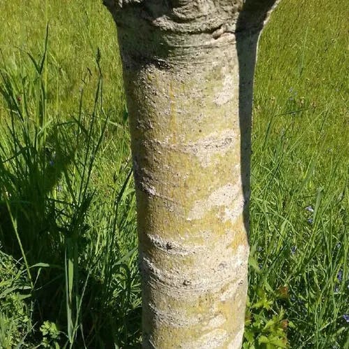 Chinese bottle tree (Firmiana simplex)-i