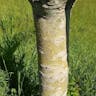 Chinese bottle tree (Firmiana simplex)-i