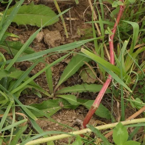 ヒナツメクサ（雛詰草） (Trifolium resupinatum)-i