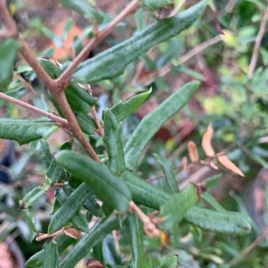 Sand live oak