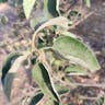 Mexican-olive (Cordia boissieri)-i