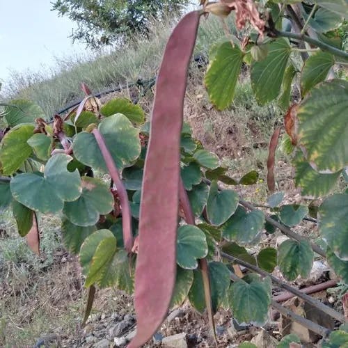 フイリソシンカ（斑入り蘇芯花） (Bauhinia variegata)-i