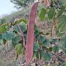 フイリソシンカ（斑入り蘇芯花） (Bauhinia variegata)-i