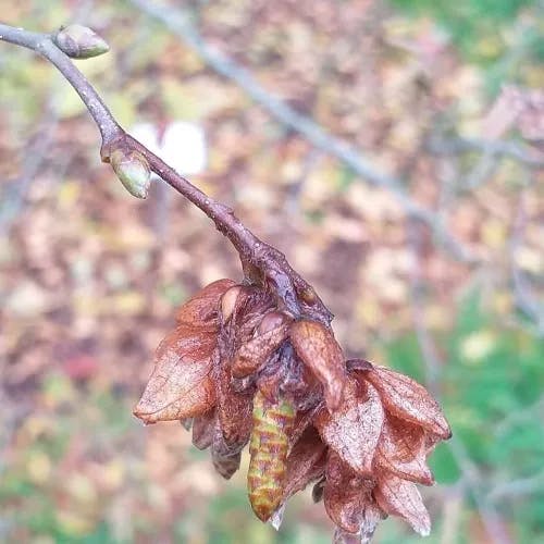 アサダ（浅田） (Ostrya japonica)-i