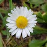 デージー (Bellis perennis)-i