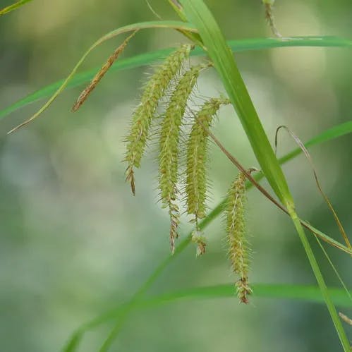 タヌキラン（狸蘭） (Carex podogyna)-i