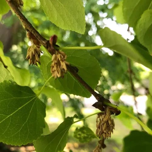 カツラ（桂） (Cercidiphyllum japonicum)-i