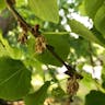 カツラ（桂） (Cercidiphyllum japonicum)-i