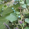 Heart-leaf ampelopsis (Ampelopsis cordata)-i