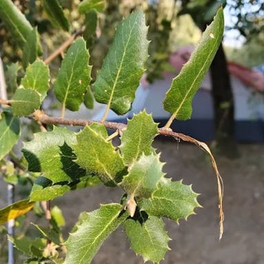 Canyon live oak