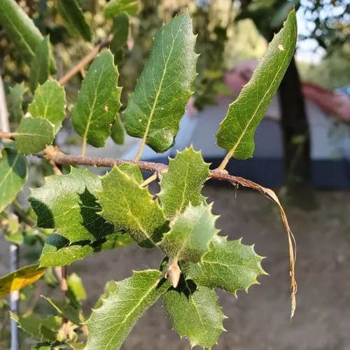 Canyon live oak (Quercus chrysolepis)-i