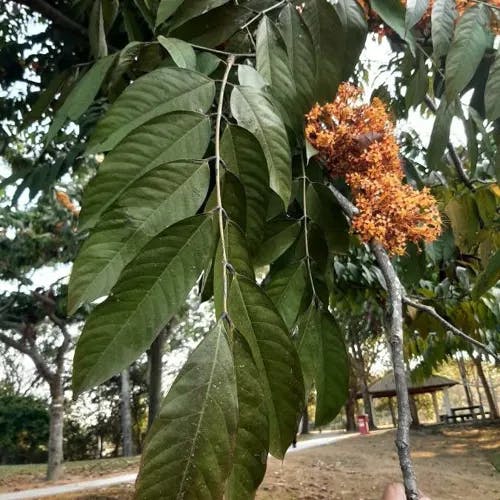 Asoka-tree (Saraca indica)-i