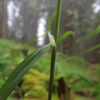 イブキヌカボ（伊吹糠穂）