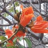 African tuliptree (Spathodea campanulata)-i