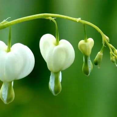 Asian bleeding-heart