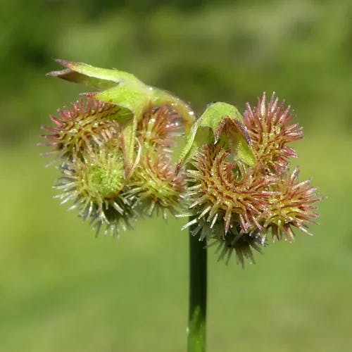 Caterpillar-plant (Scorpiurus muricatus)-i