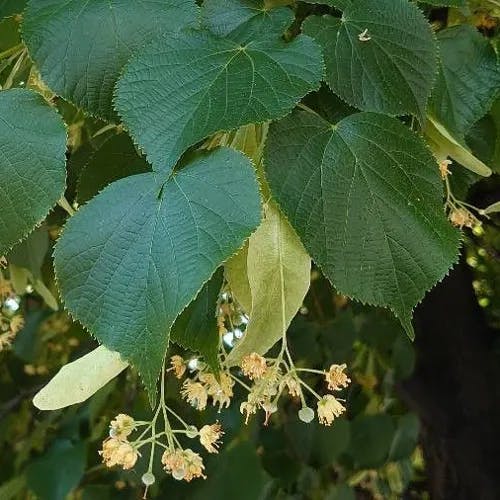 フユボダイジュ（冬菩提樹） (Tilia cordata)-i