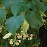 フユボダイジュ（冬菩提樹） (Tilia cordata)-i