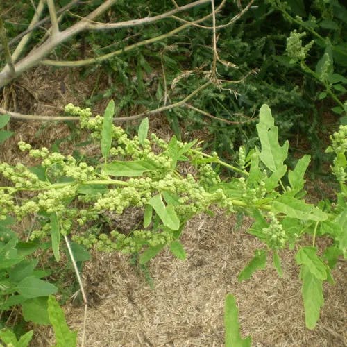 コアカザ（小赤 aza） (Chenopodium ficifolium)-i