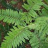 ヤマイヌワラビ（山犬蕨） (Athyrium vidalii)-i