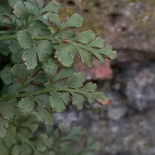 イチョウシダ（銀杏羊歯） (Asplenium ruta-muraria)-i