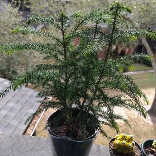 ノーフォークマツ（ノーフォーク松） (Araucaria heterophylla)-i