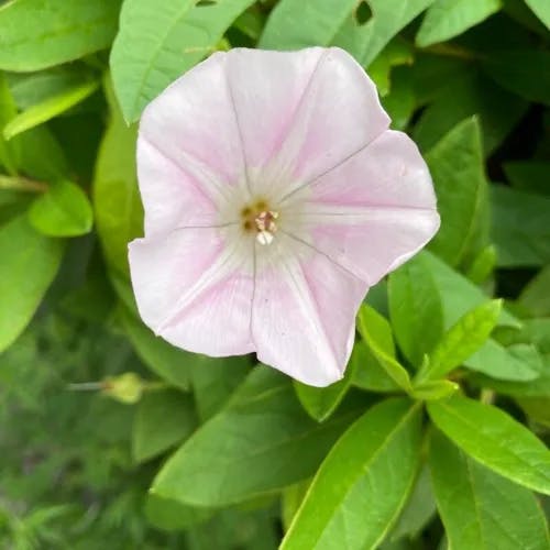 コヒルガオ（小昼顔） (Calystegia hederacea)-i