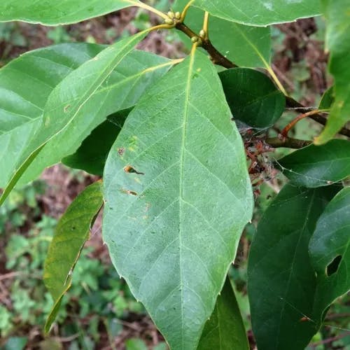 アカガシ（赤樫） (Quercus acuta)-i