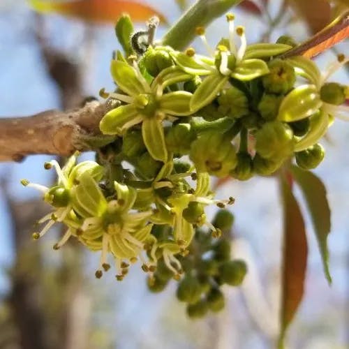 Mexican apple (Casimiroa edulis)-i