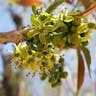 Mexican apple (Casimiroa edulis)-i