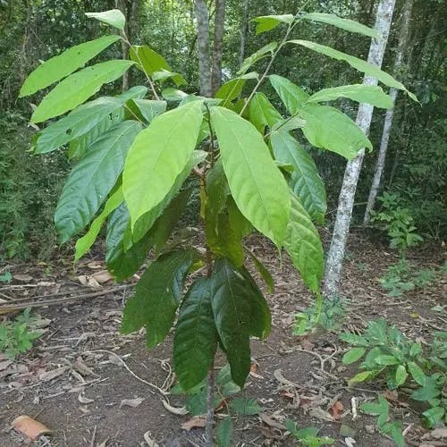 カカオ (Theobroma cacao)-i