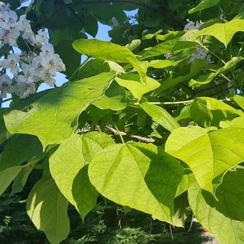 アメリカキササゲ（亜米利加木豆豇） (Catalpa bignonioides)-i