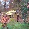 アサダ（浅田） (Ostrya japonica)-i