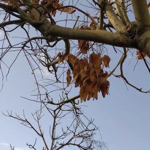 Chinese bottle tree (Firmiana simplex)-i